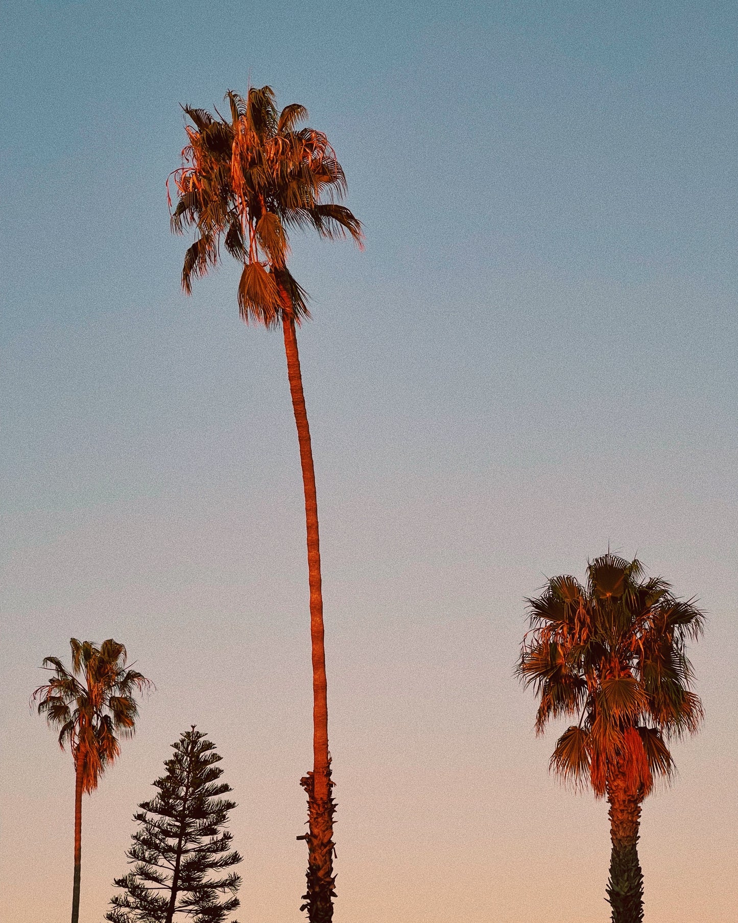 California Palms Photo Print