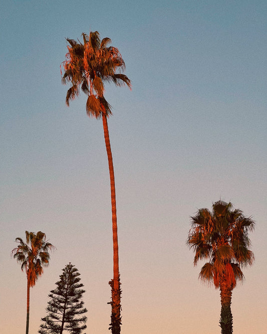 California Palms Photo Print